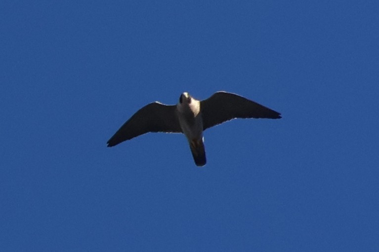 Peregrine Falcon - ML646499592