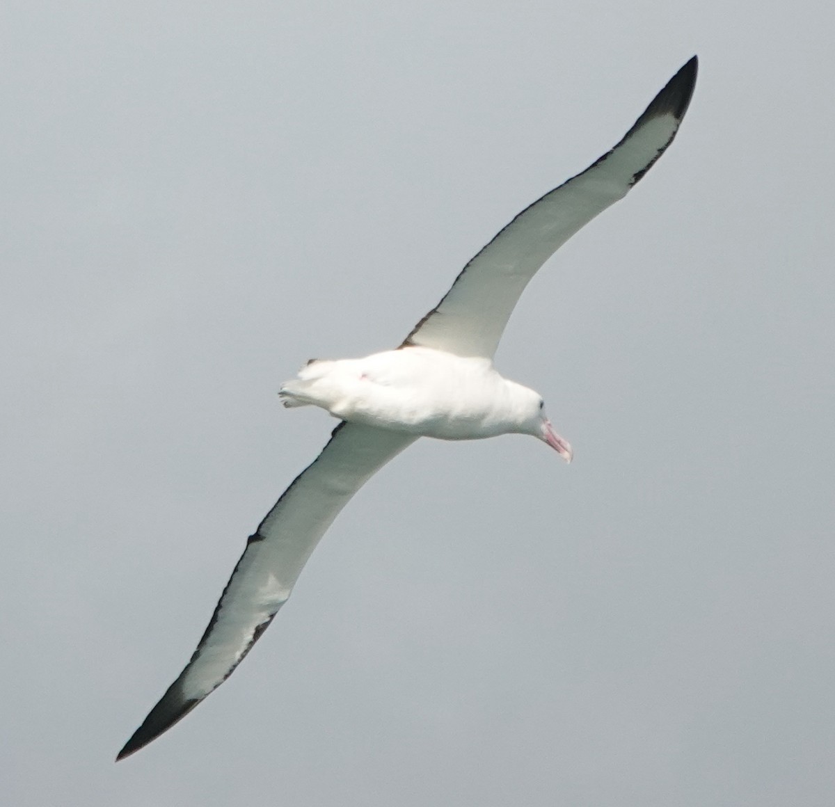 Schwarzflügelalbatros - ML646499596