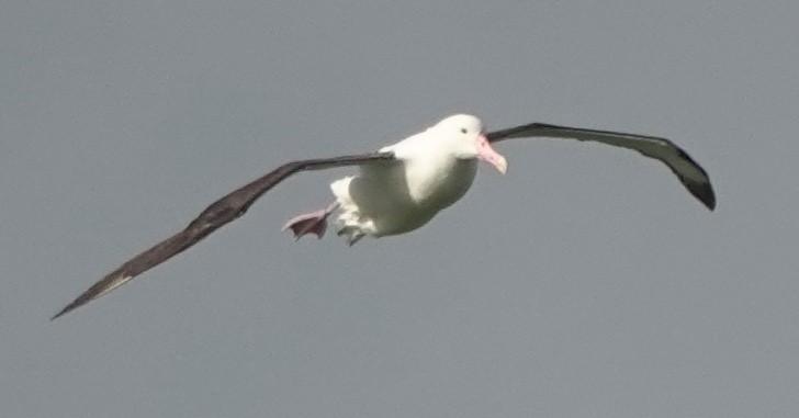 Schwarzflügelalbatros - ML646499597