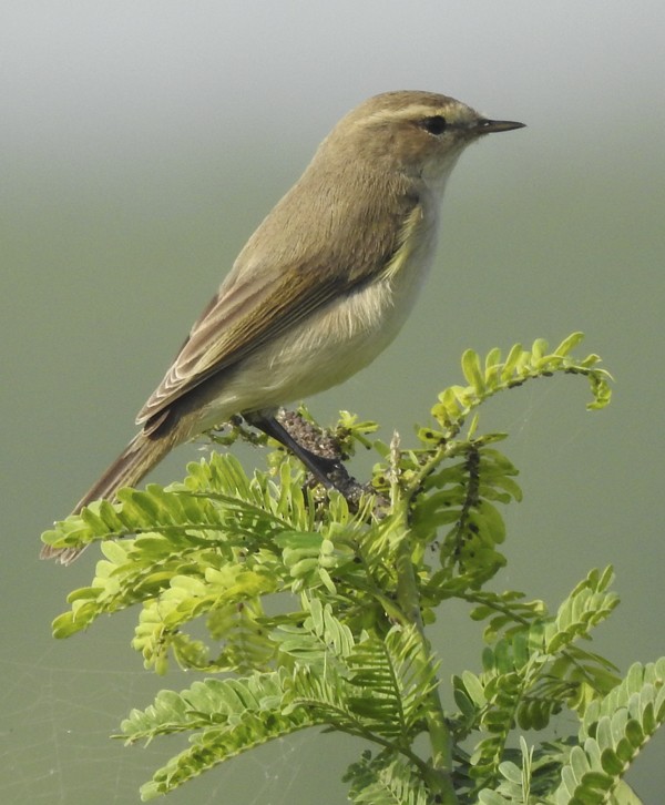 Çıvgın - ML646499599