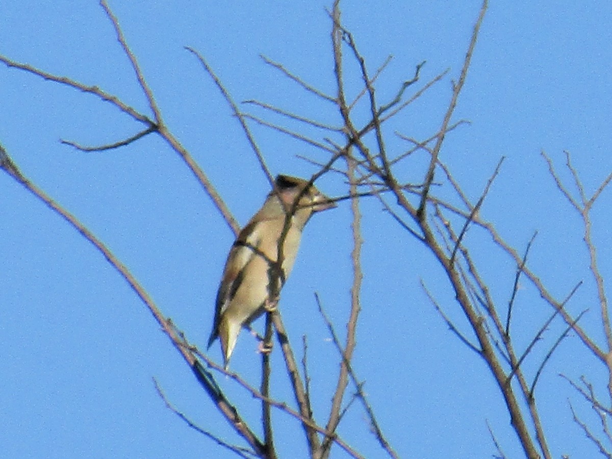 Банхар булжуухай - ML646499600