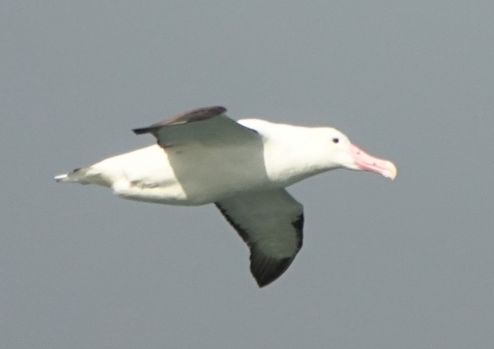 Schwarzflügelalbatros - ML646499601