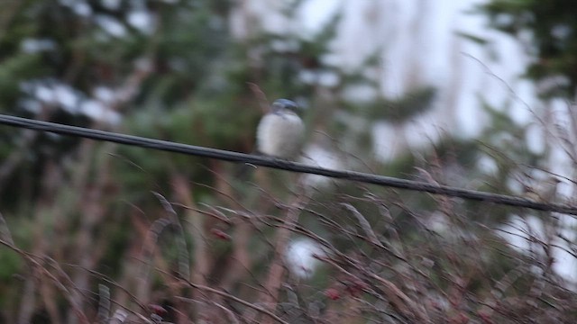 Chara Californiana - ML646499602