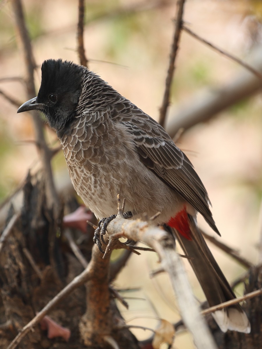 Красногузый бюльбюль - ML646499603