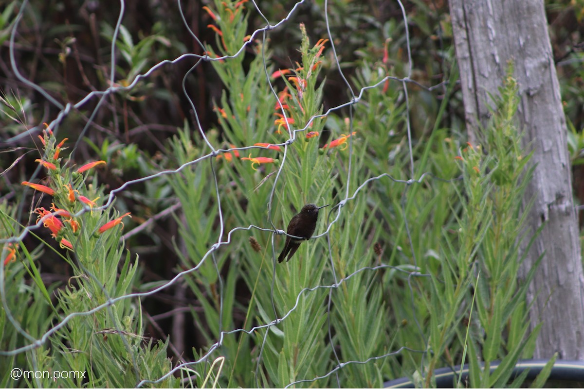 Black Metaltail - ML646499604