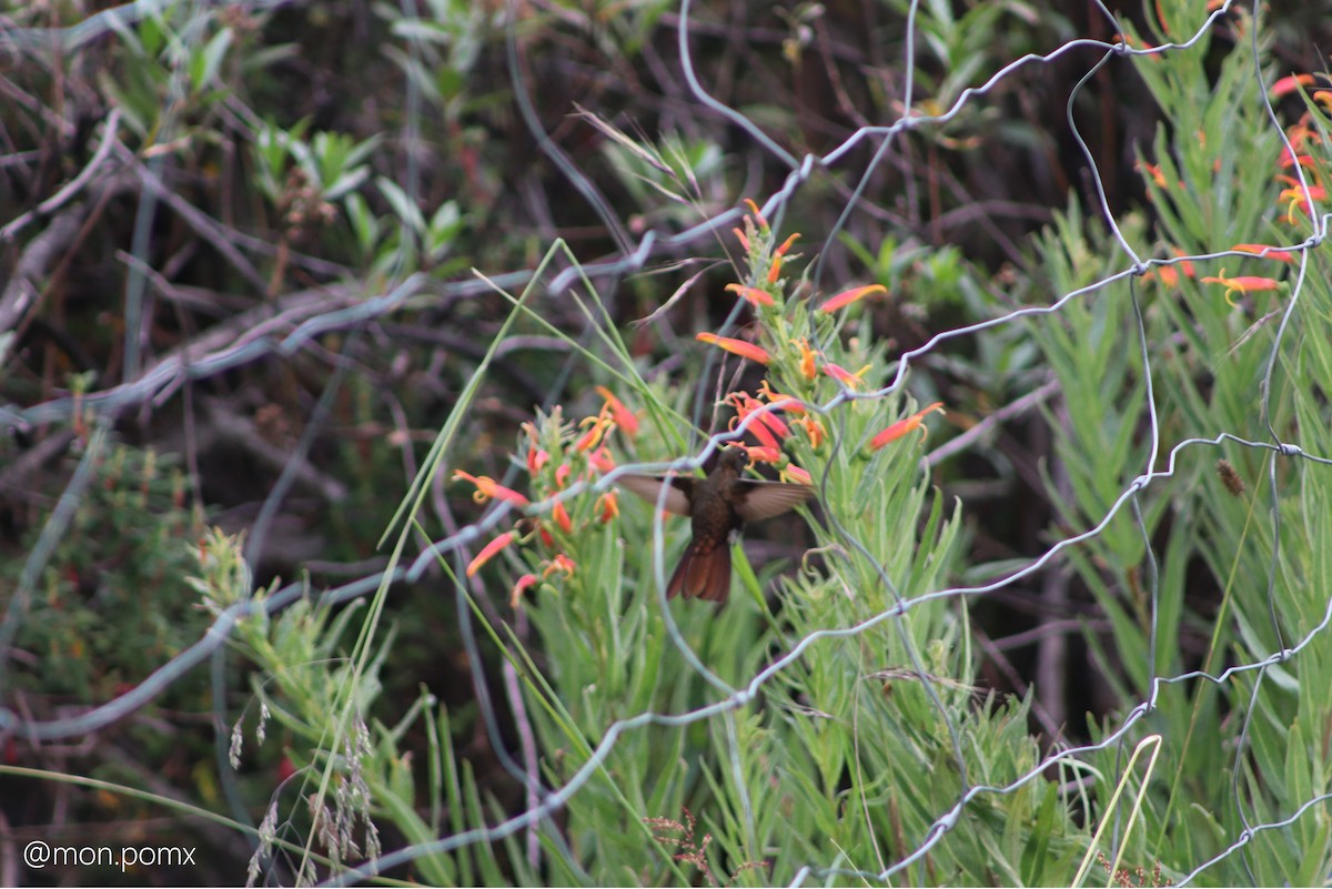 Black Metaltail - ML646499605
