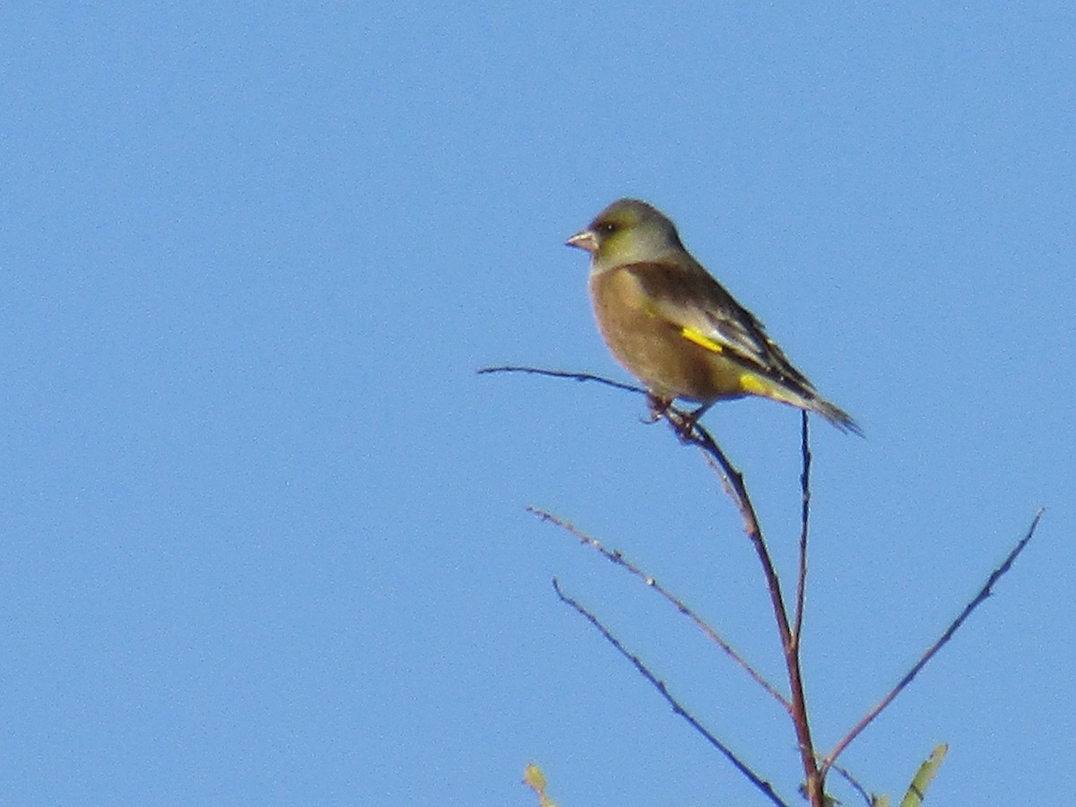 Нангиад ногоолдой - ML646499606