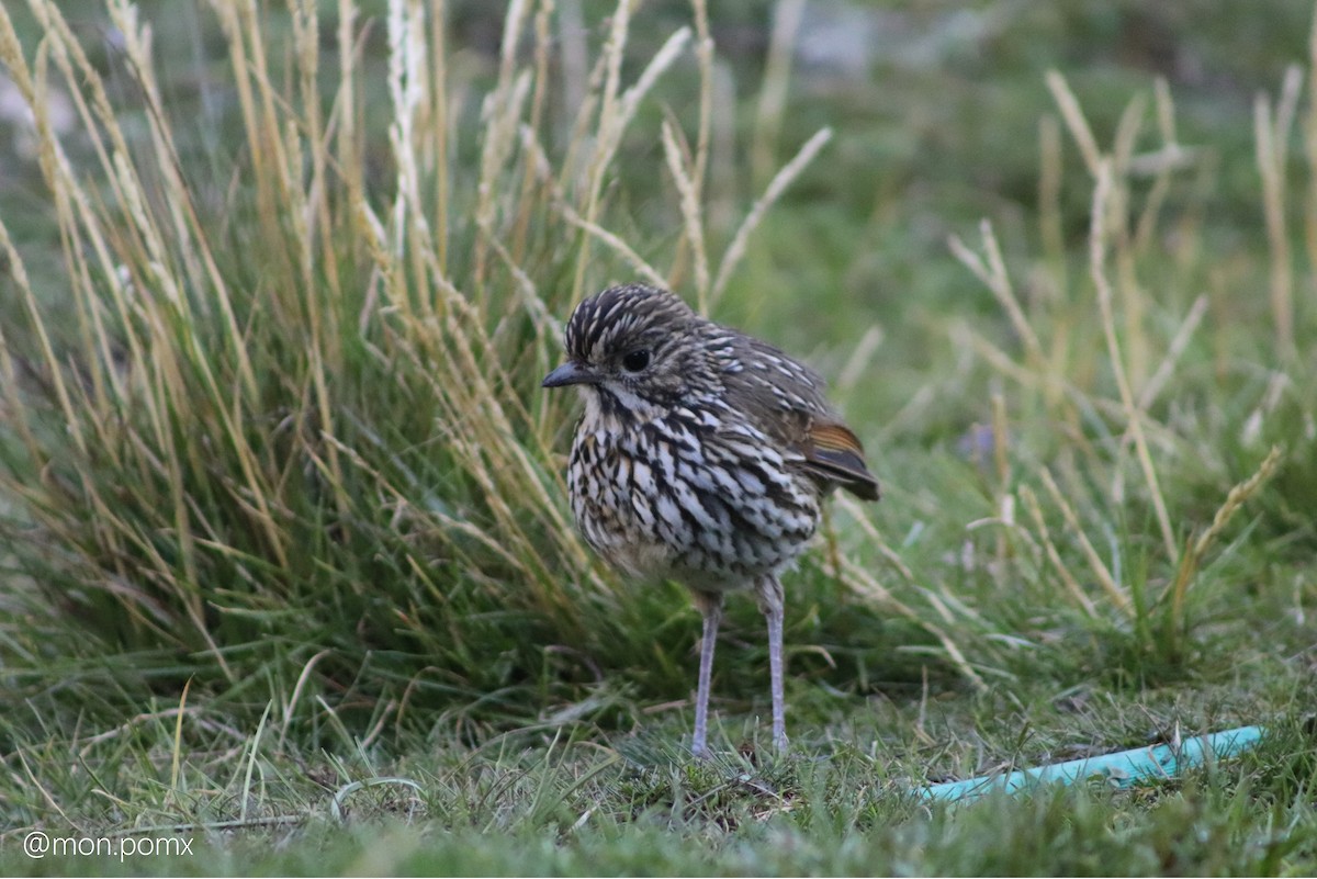 Stripe-headed Antpitta - ML646499608