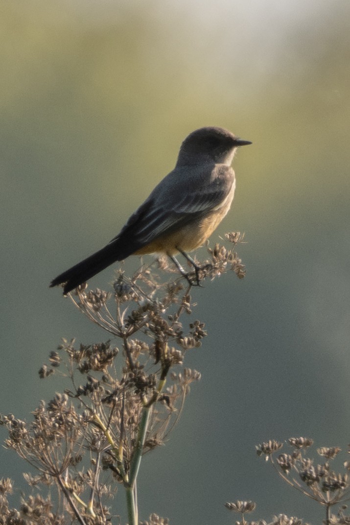 Say's Phoebe - ML646499609