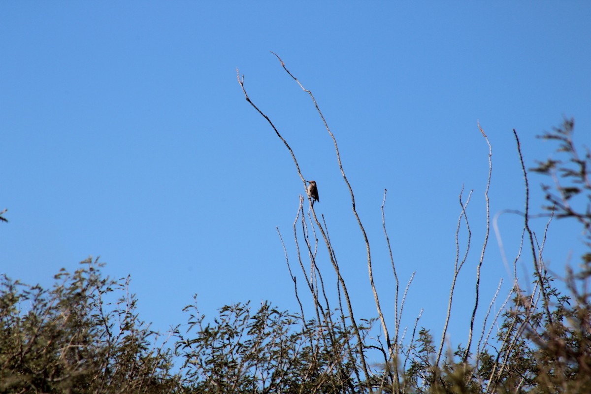 Декол каліфорнійський - ML646499622