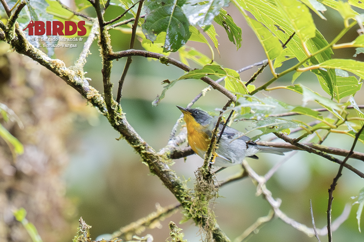 Flame-throated Warbler - ML646499623