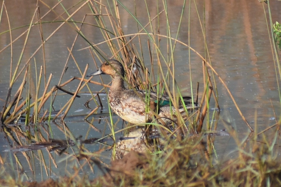 Green-winged Teal - ML646499625