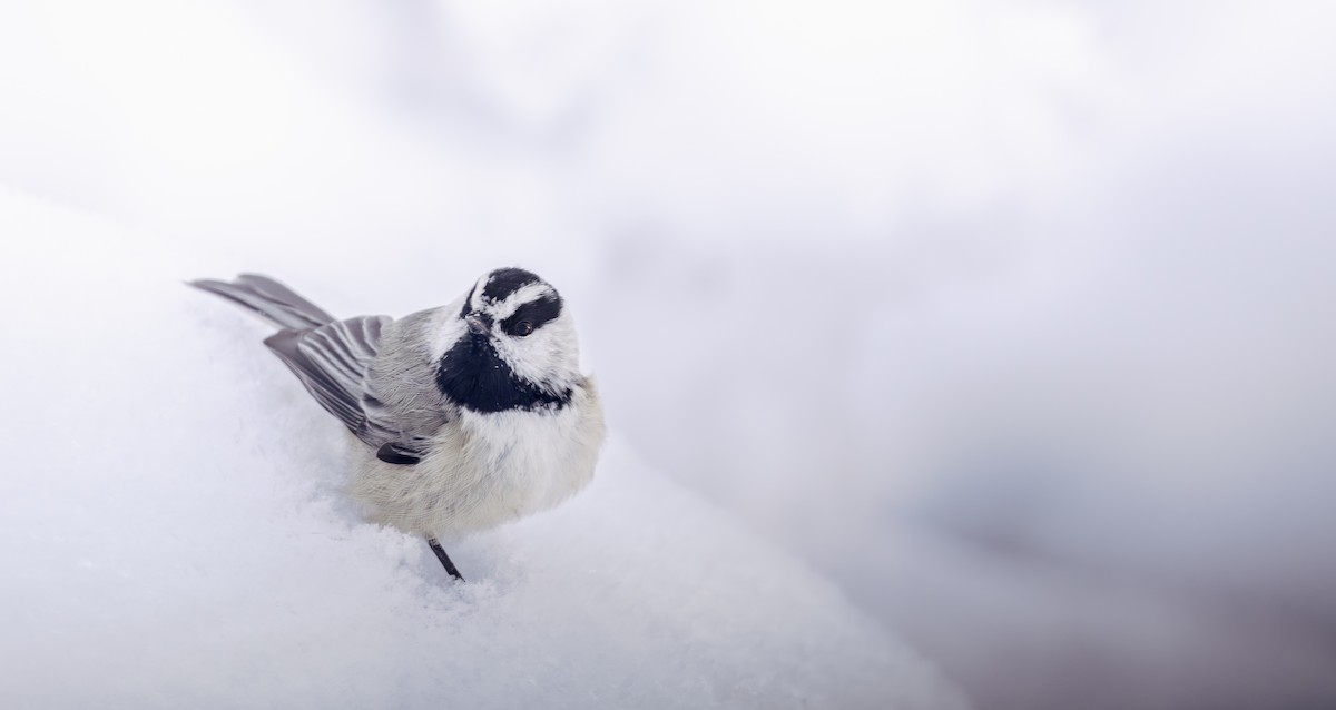 Mountain Chickadee - ML646499627