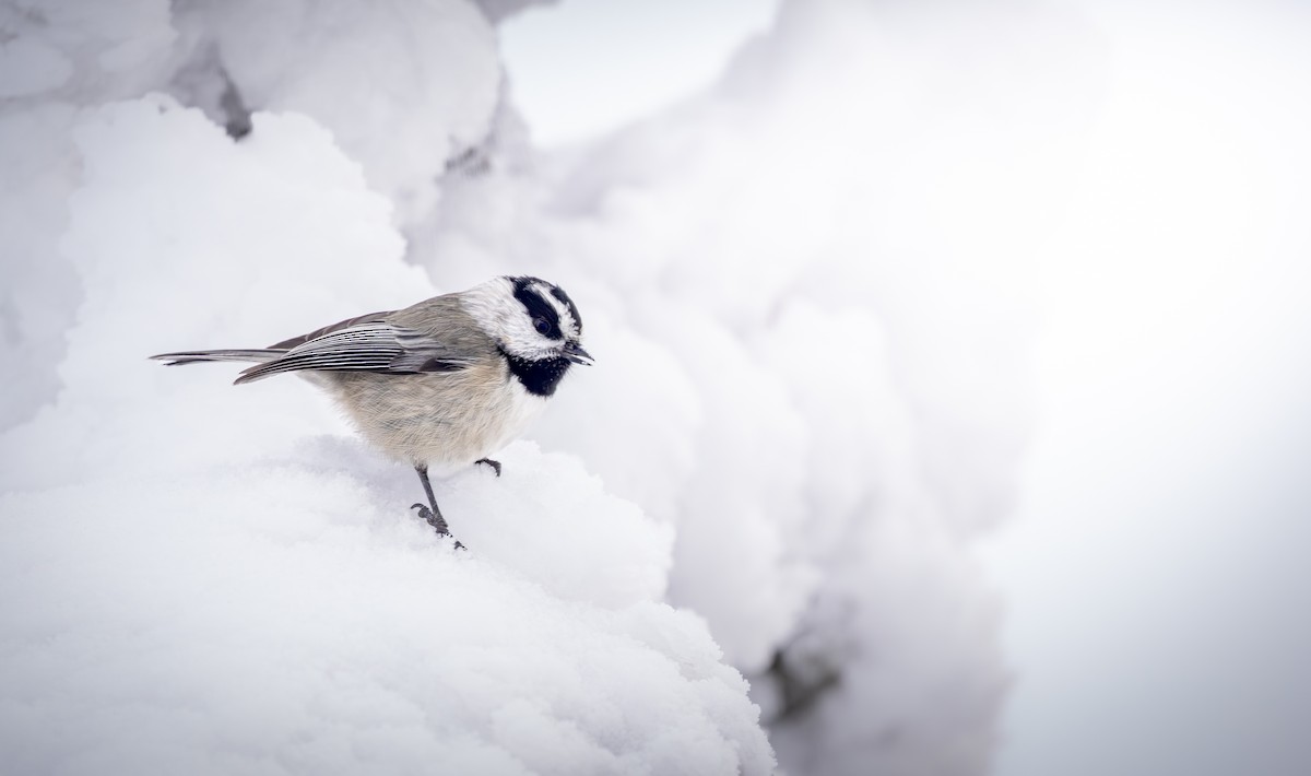 Mountain Chickadee - ML646499628