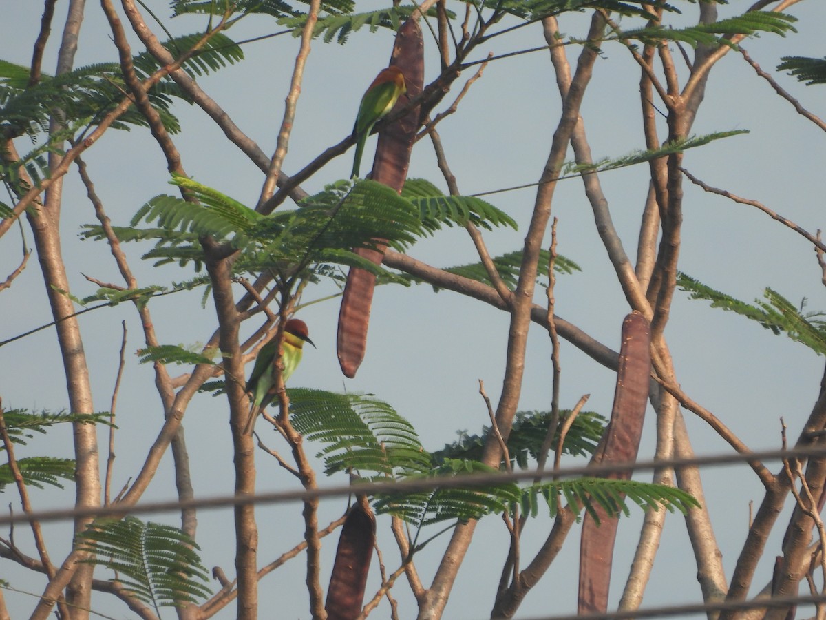 Chestnut-headed Bee-eater - ML646499629