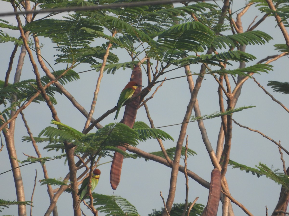 Chestnut-headed Bee-eater - ML646499630