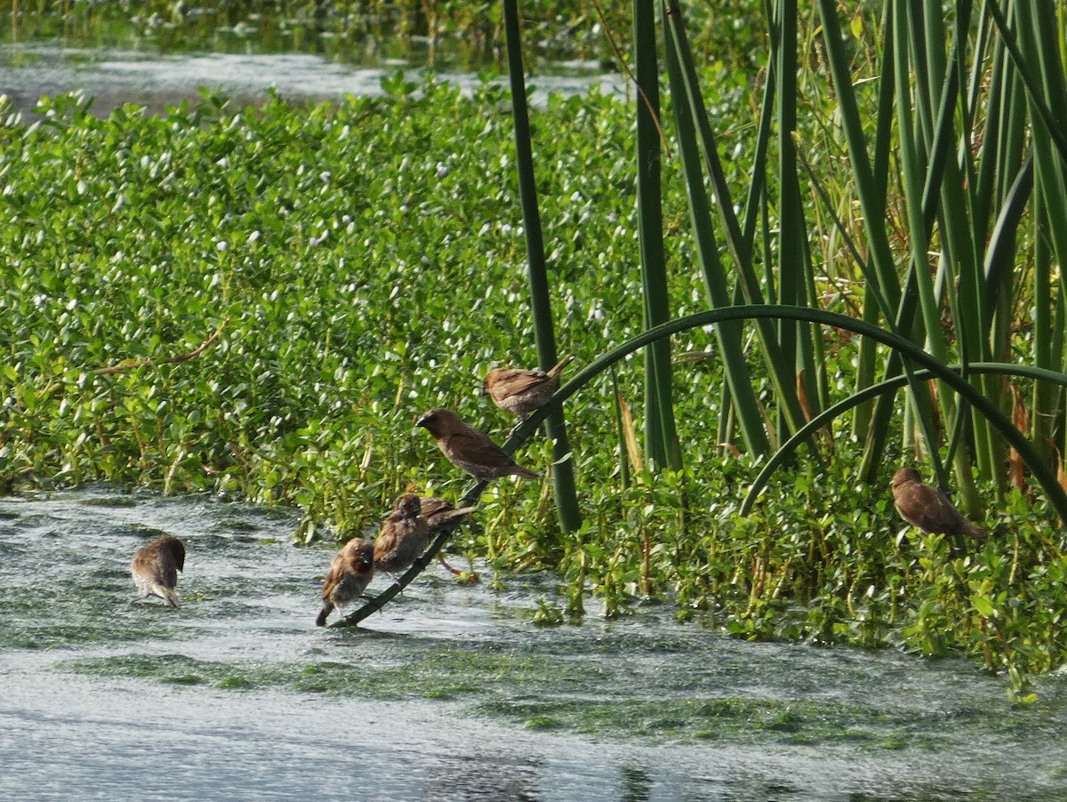 Scaly-breasted Munia - ML646499631