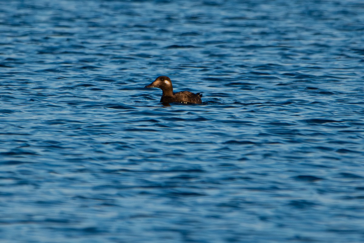 White-winged Scoter - ML646499632