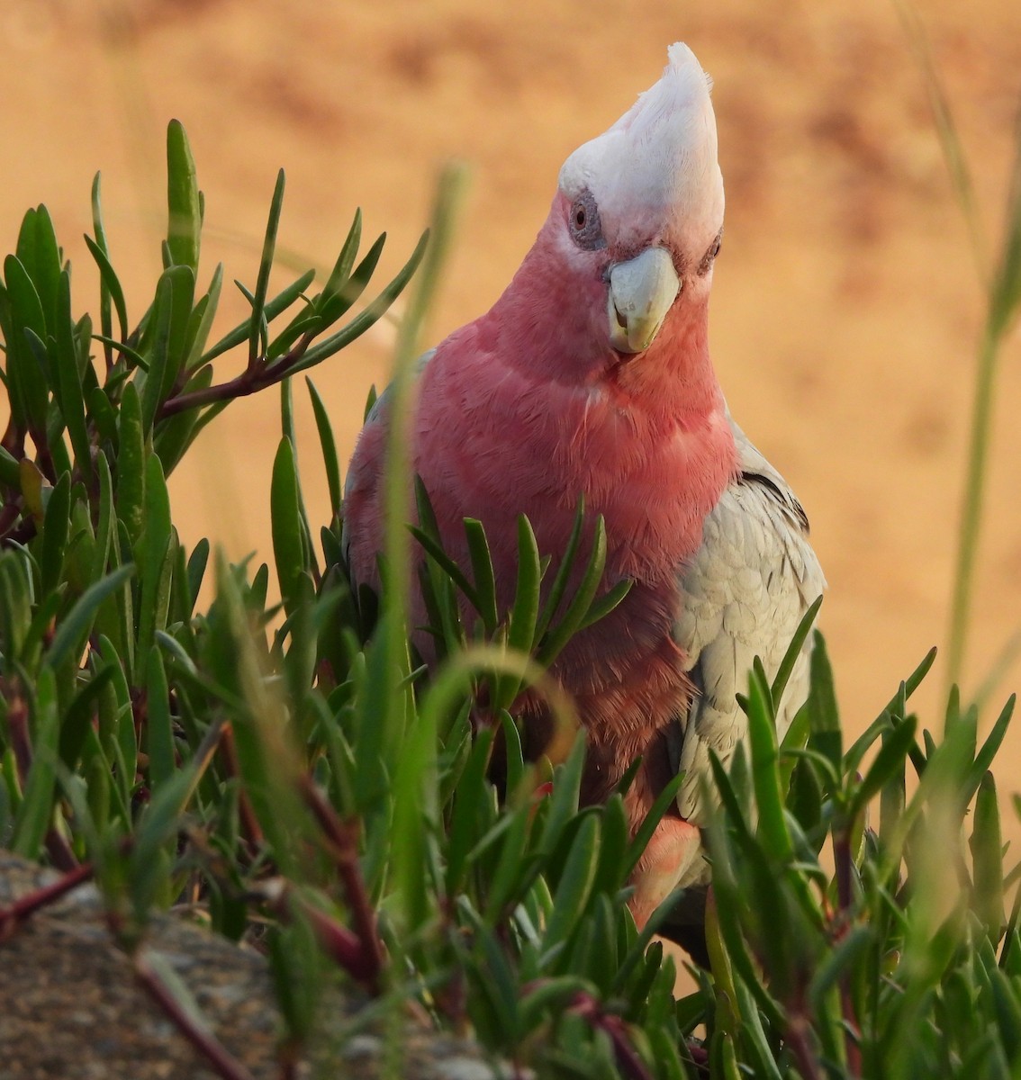 Galah - ML646499633