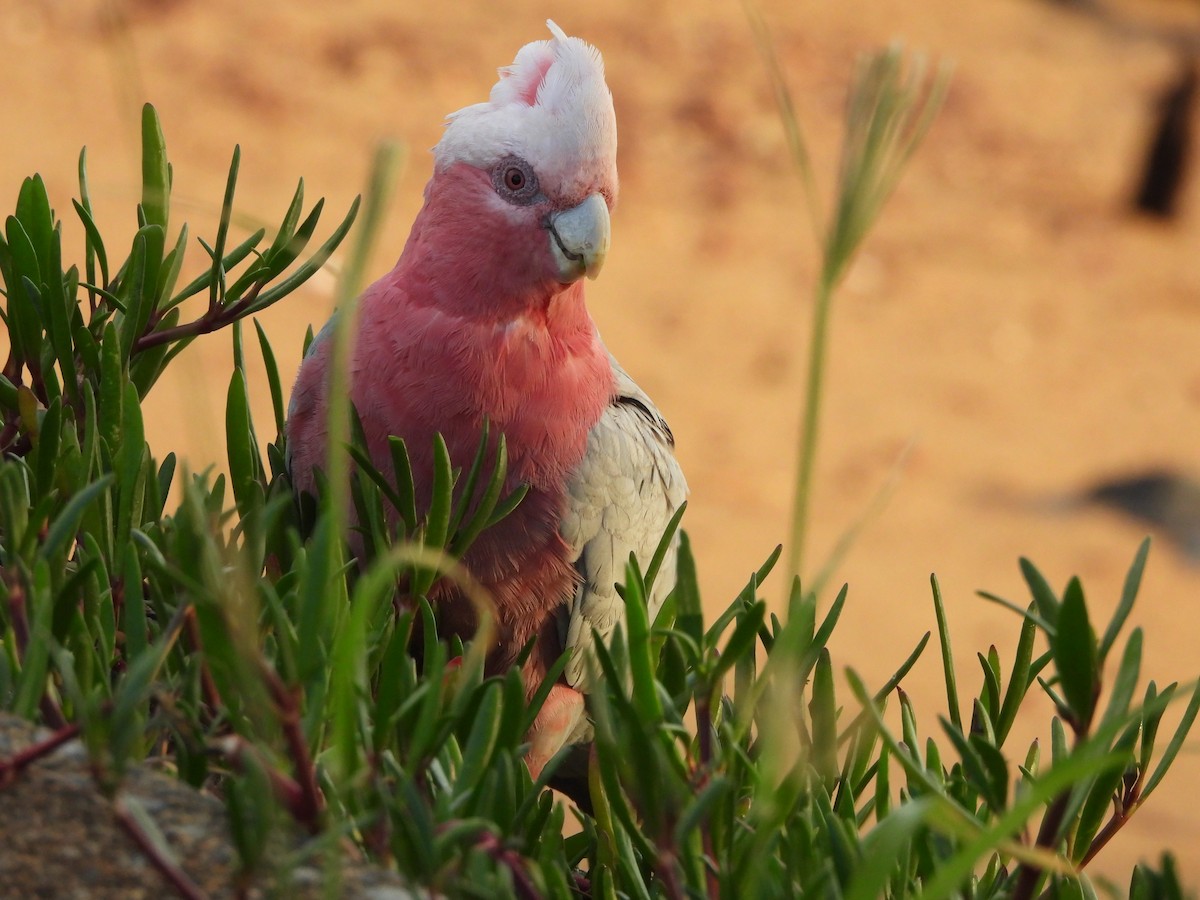 Galah - ML646499634