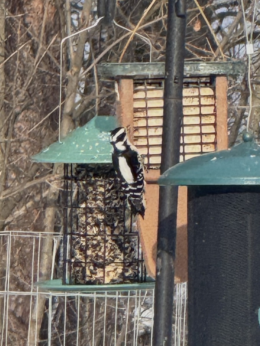 Downy Woodpecker - ML646499636