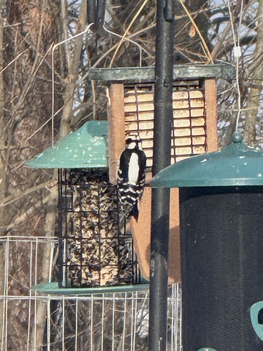 Downy Woodpecker - ML646499637