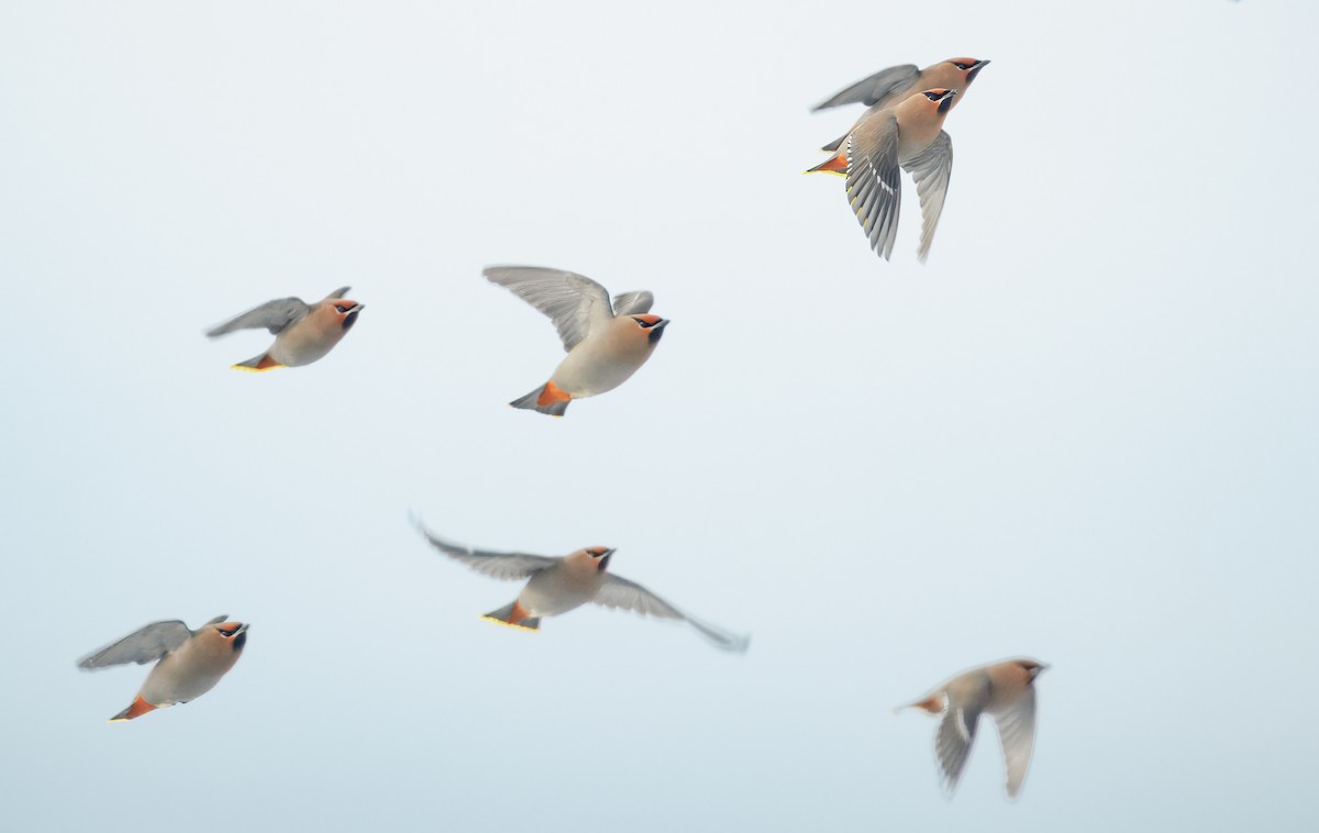 キレンジャク - ML646499638