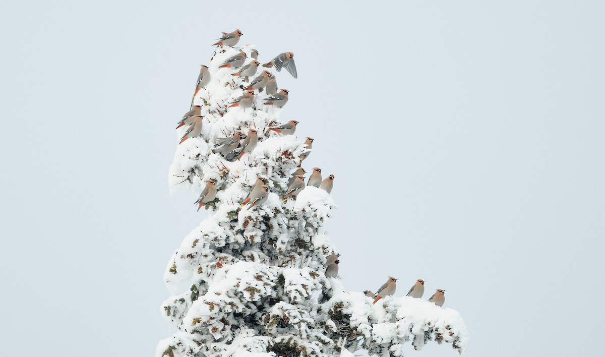 キレンジャク - ML646499639