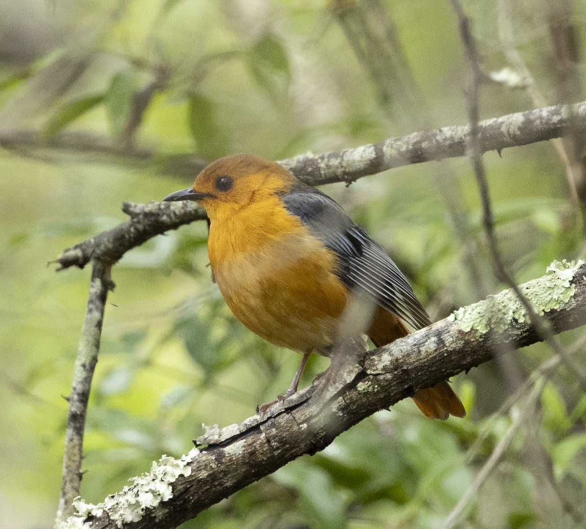 Red-capped Robin-Chat - ML646499645