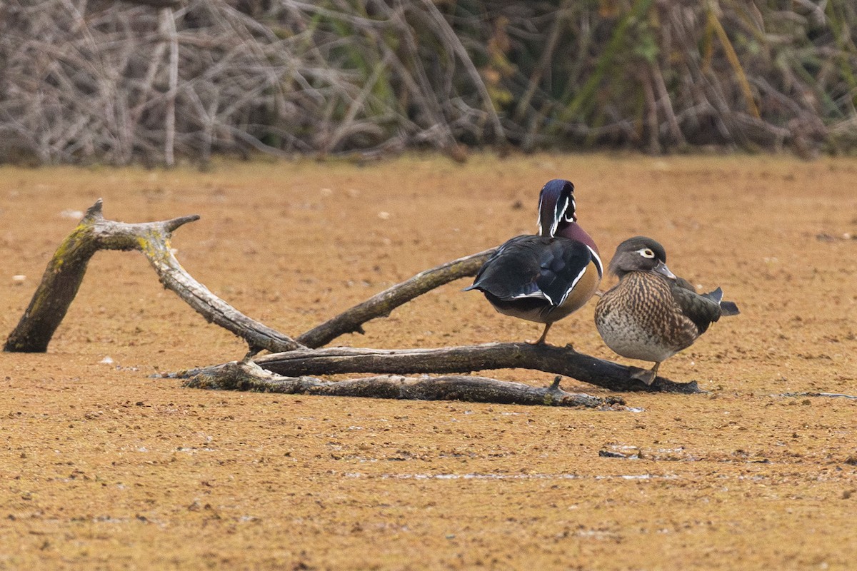Wood Duck - ML646499647
