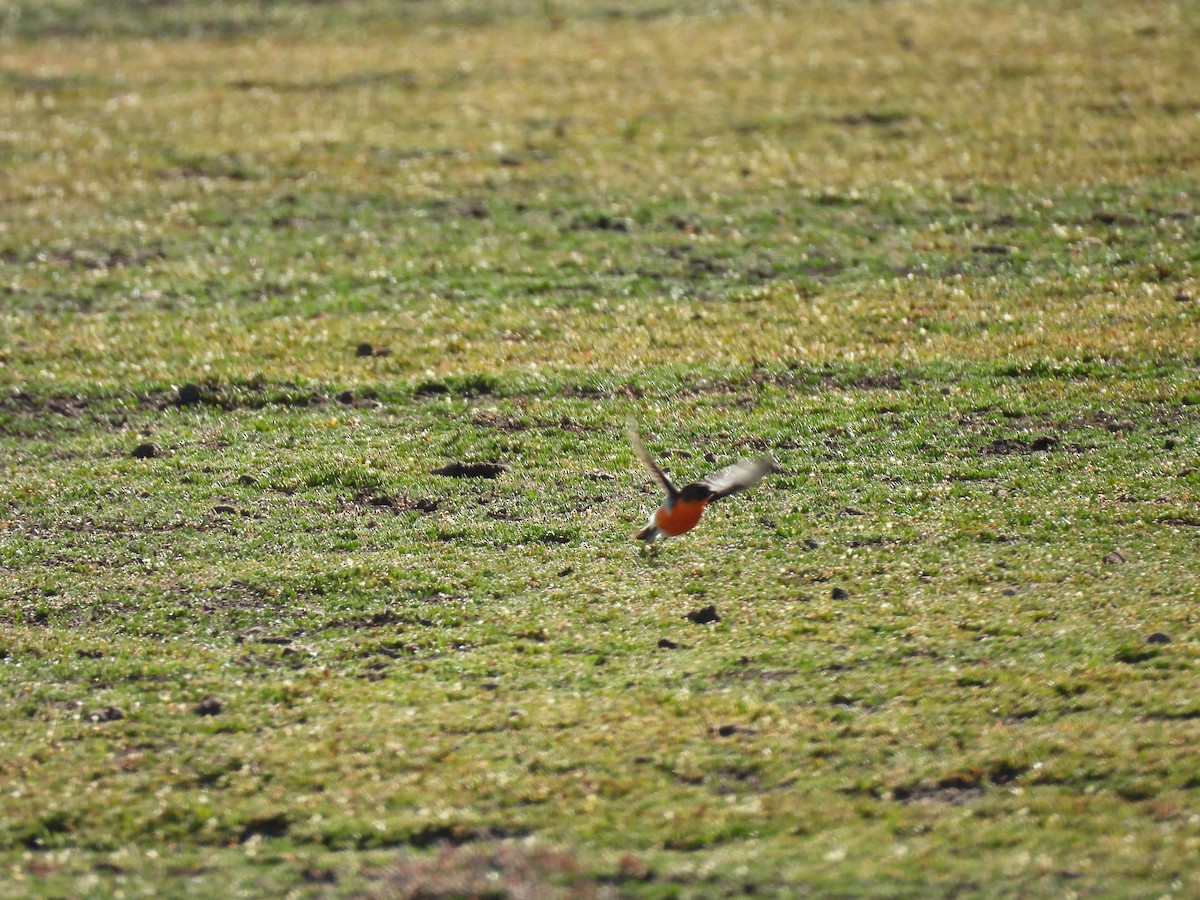 Flame Robin - ML646499648