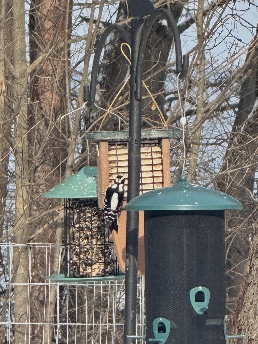 Downy Woodpecker - ML646499649