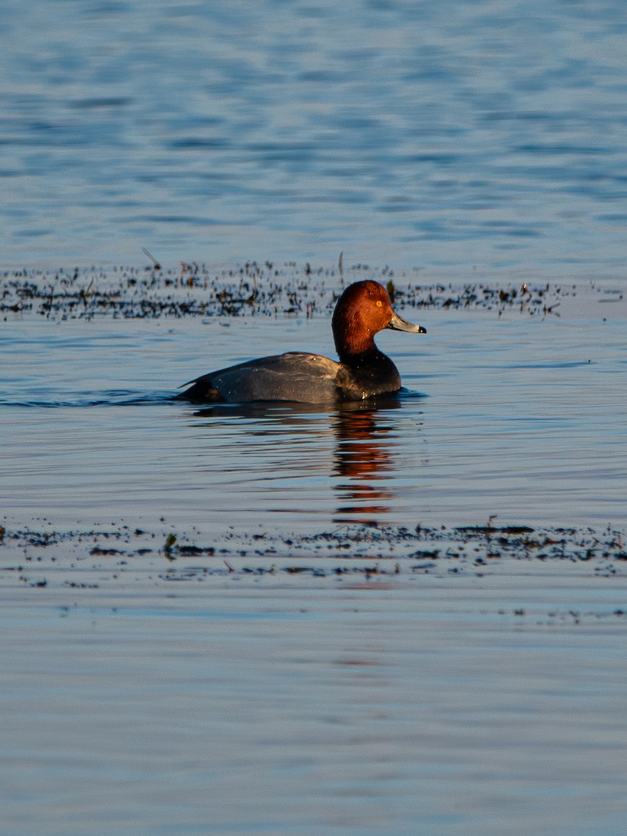Redhead - ML646499650