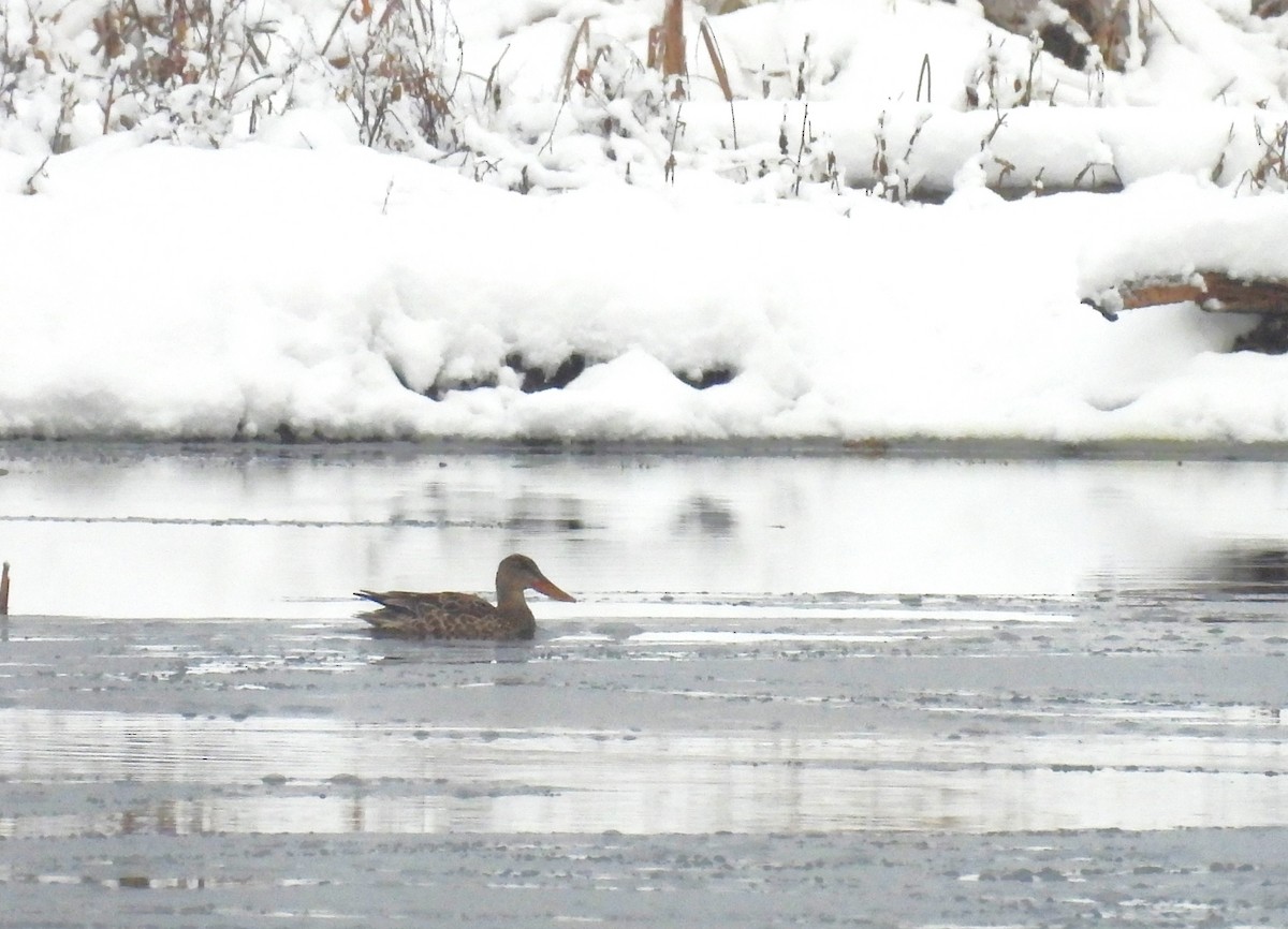 Northern Shoveler - ML646499651