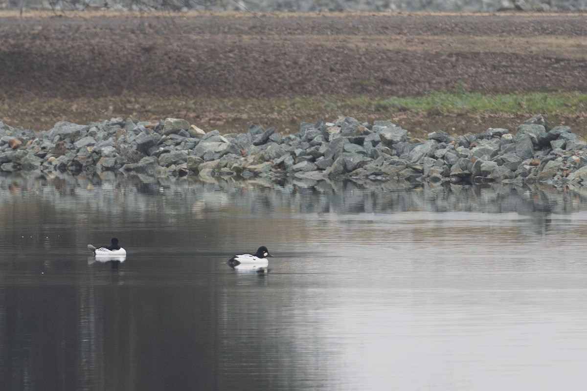 Common Goldeneye - ML646499652
