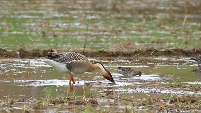 Çin Kazı - ML646499653