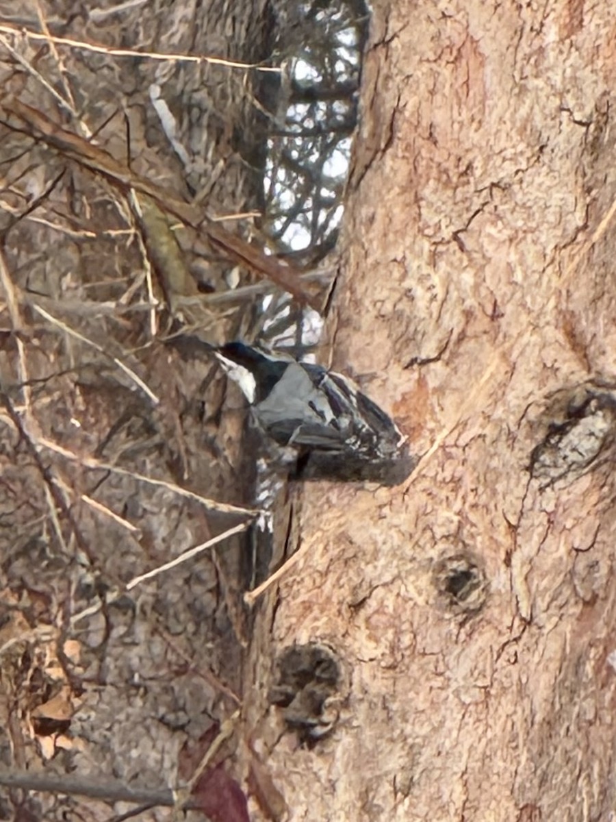 White-breasted Nuthatch - ML646499654