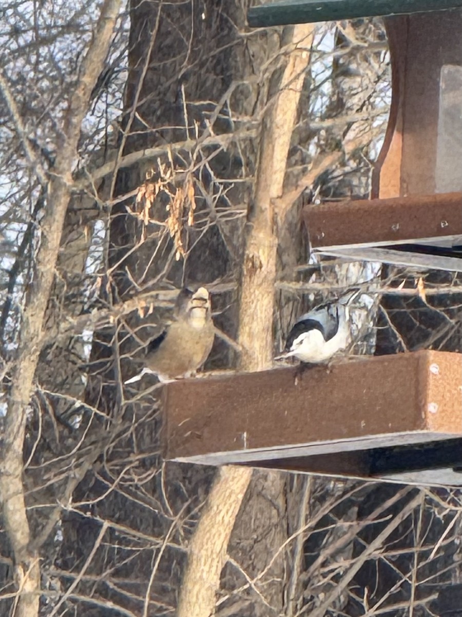 White-breasted Nuthatch - ML646499655