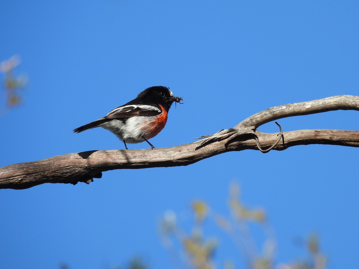 Scarlet Robin - ML646499656