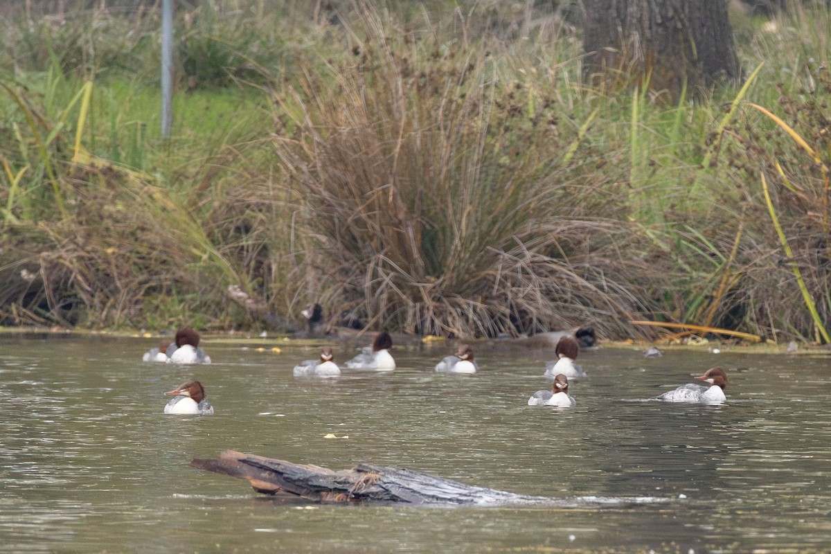 Common Merganser - ML646499657