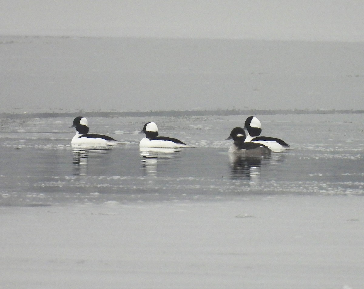 Bufflehead - ML646499658