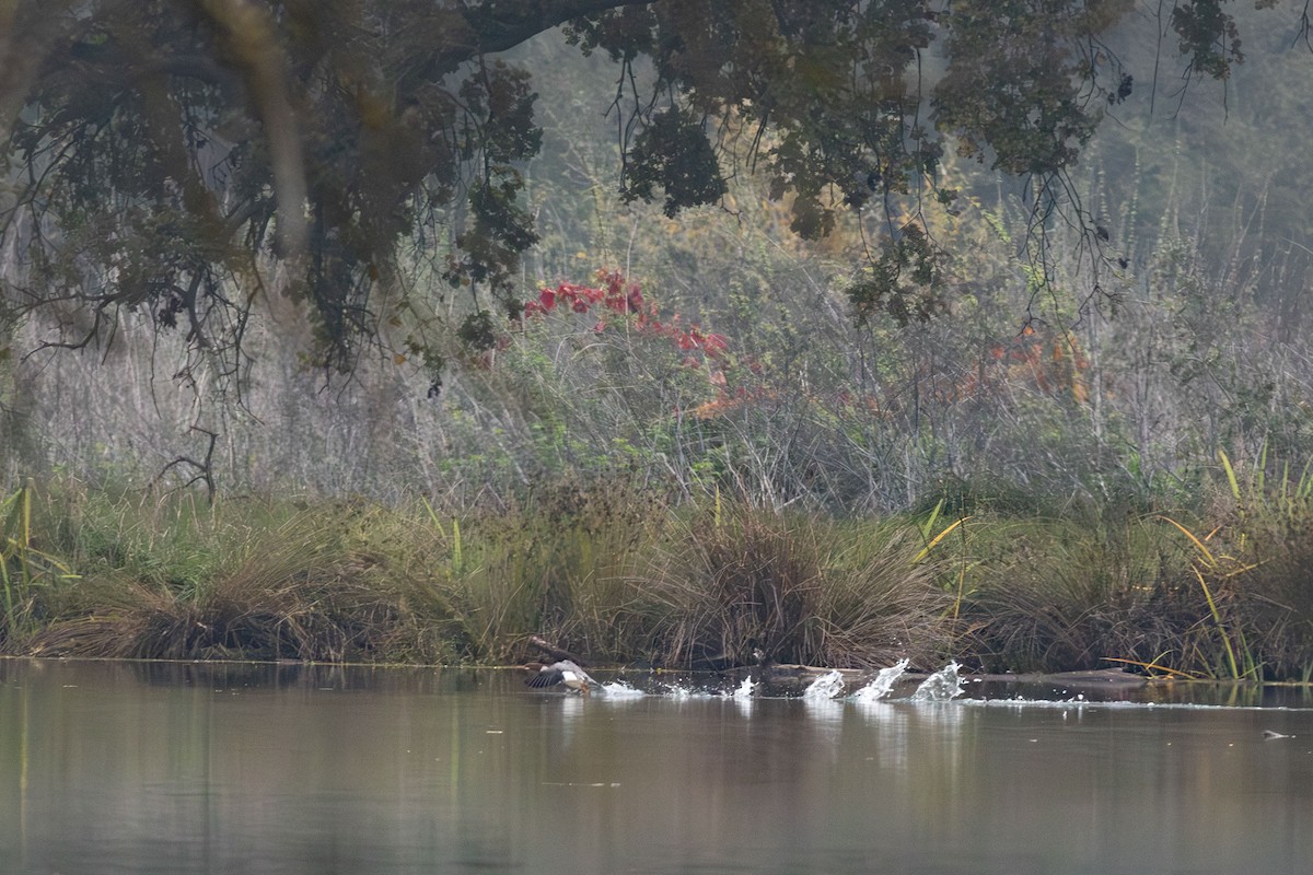 Common Merganser - ML646499659