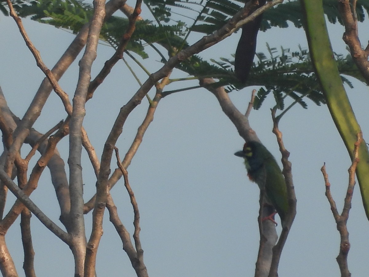 Coppersmith Barbet - ML646499660