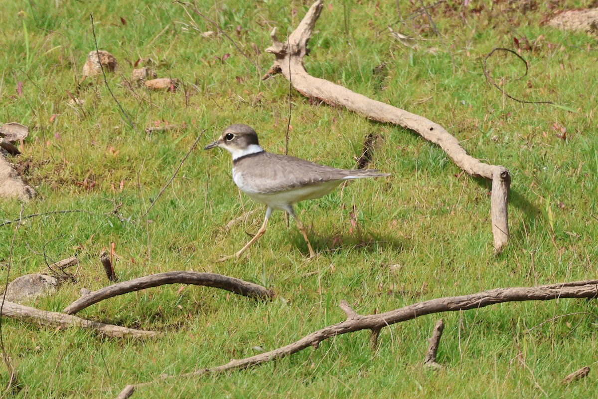 Шөвгөр хиазат - ML646499661