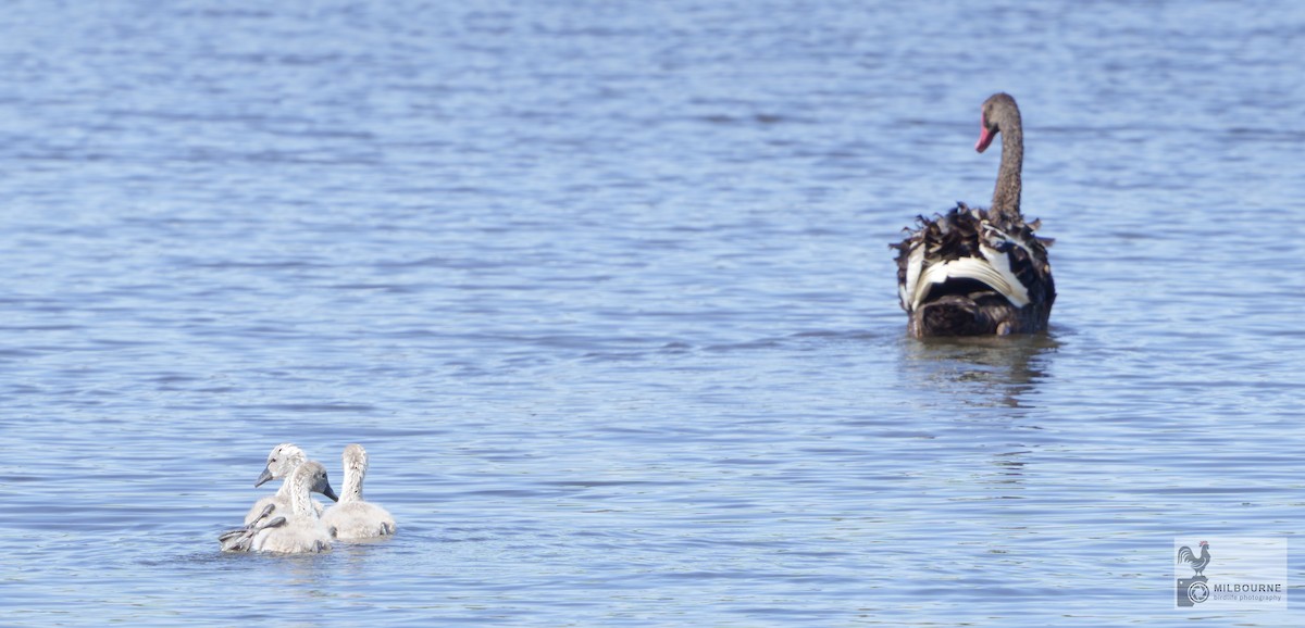 labuť černá - ML646499662