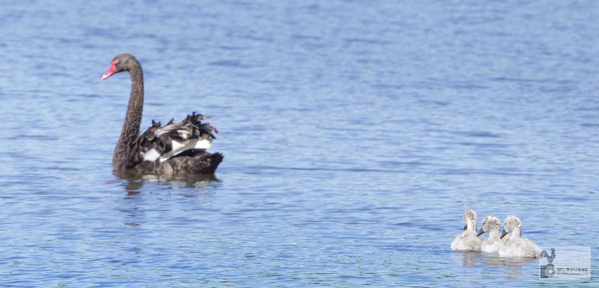 labuť černá - ML646499663