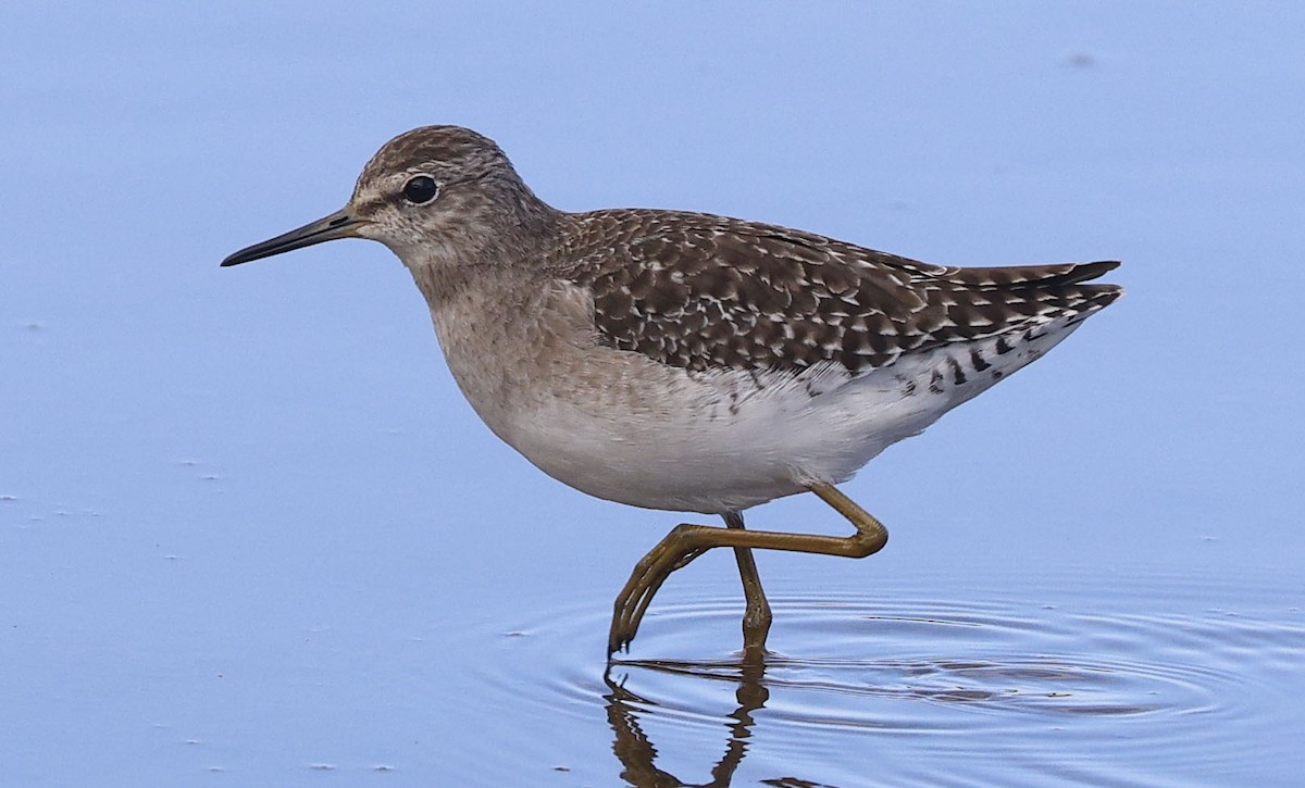 Bruchwasserläufer - ML646499664