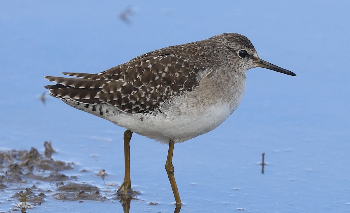 Bruchwasserläufer - ML646499665