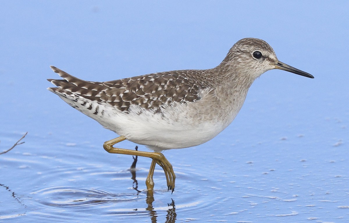 Bruchwasserläufer - ML646499666