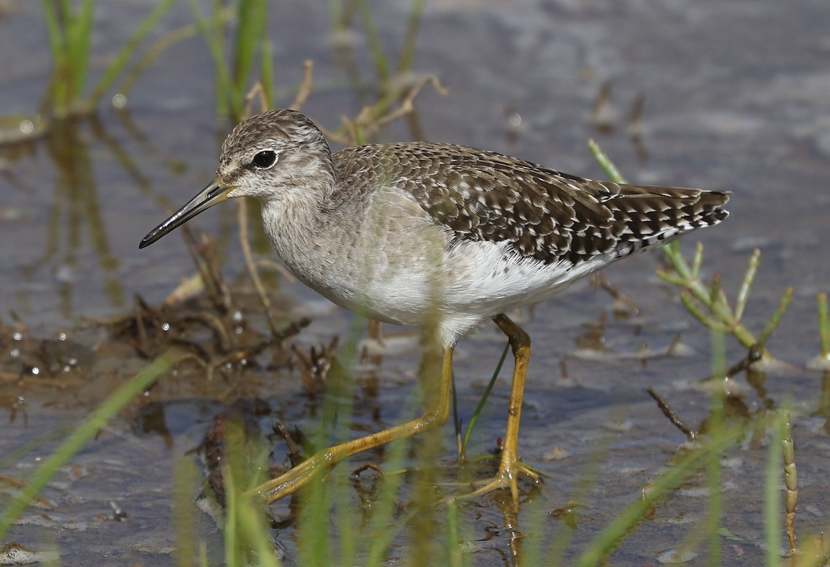 Bruchwasserläufer - ML646499667